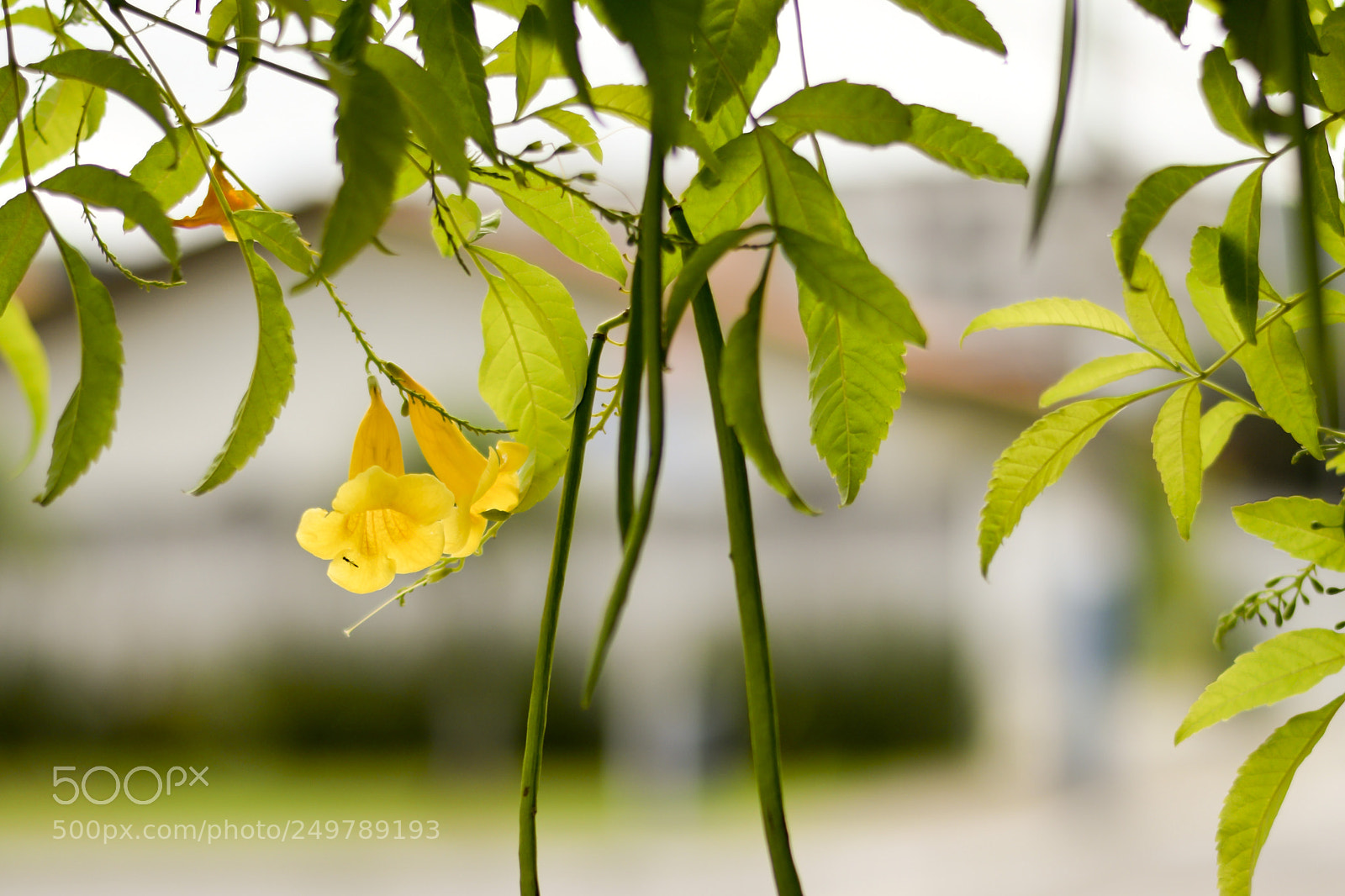 Nikon D5300 sample photo. Arborização urbana photography