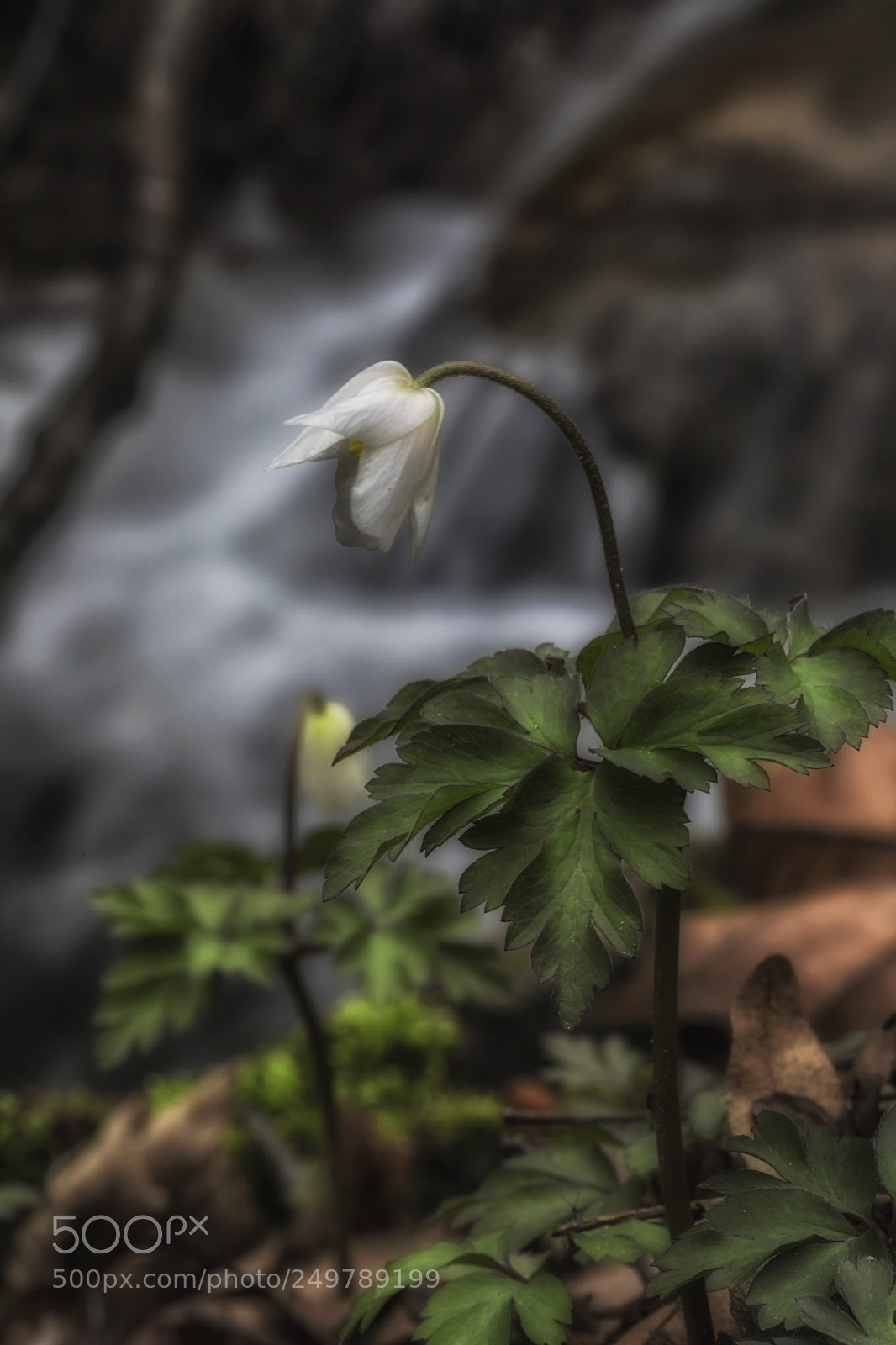 Canon EOS 5D Mark IV sample photo. Anemone nemorosa photography