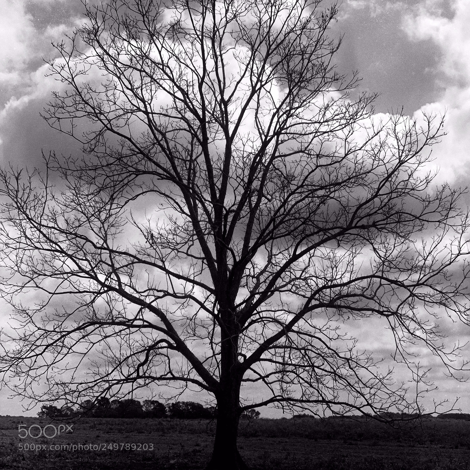 Apple iPhone 8 Plus sample photo. Arbor silhouette  photography
