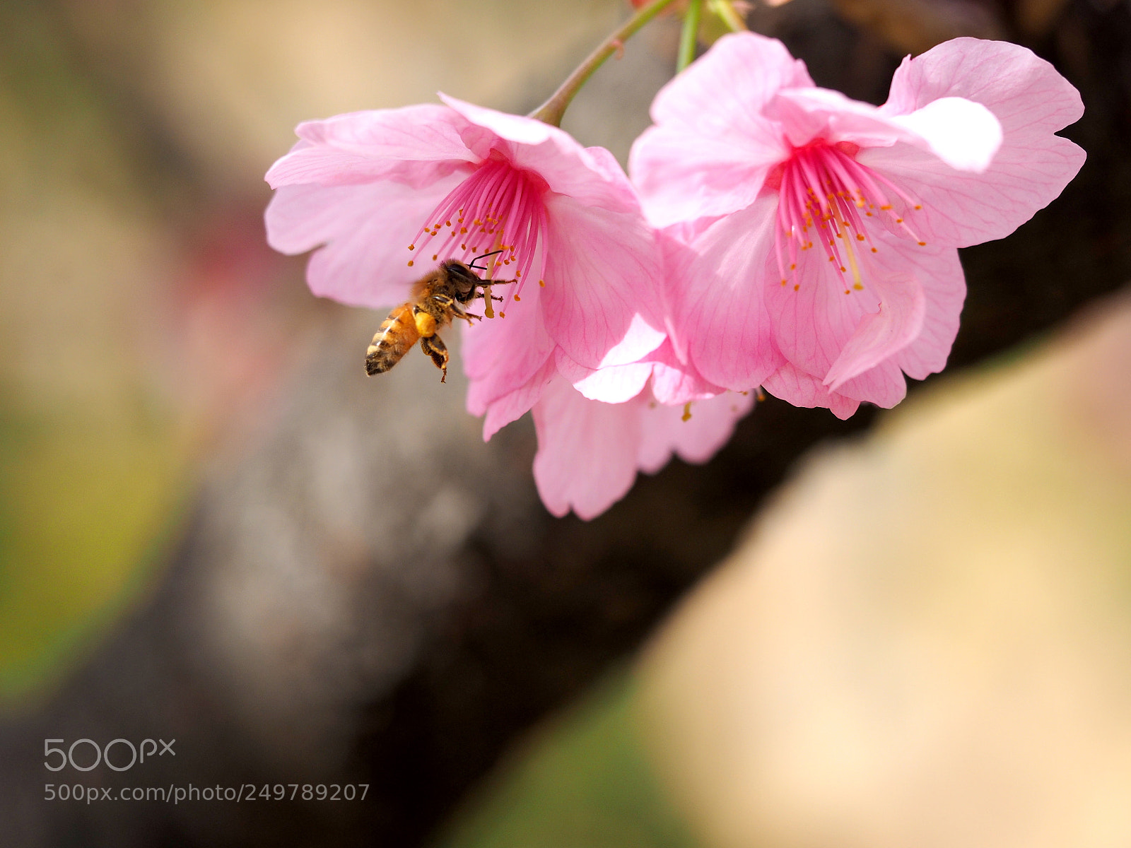 Olympus OM-D E-M1 sample photo. Gathering  pollen photography