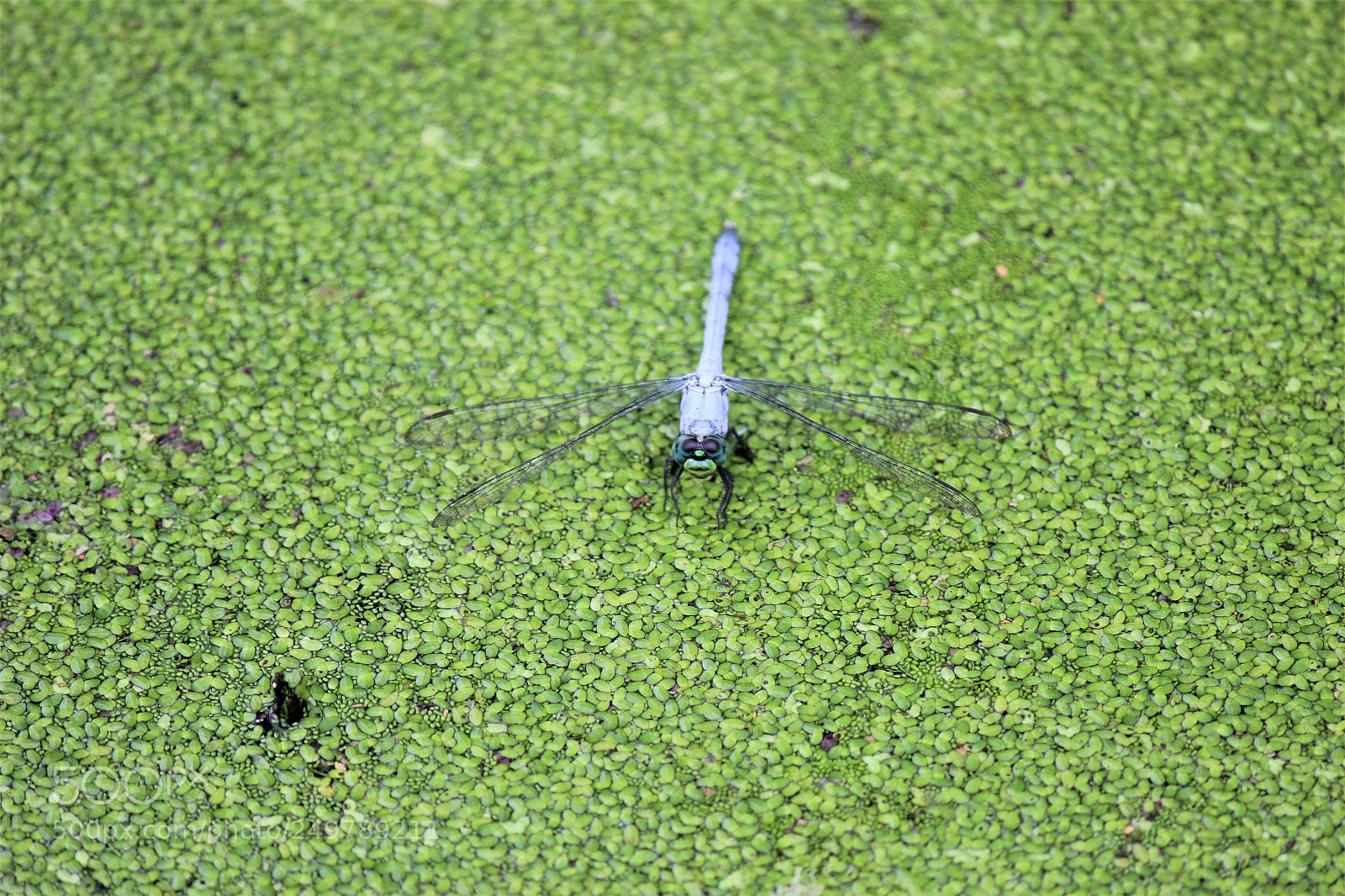 Canon EOS 600D (Rebel EOS T3i / EOS Kiss X5) sample photo. Img photography
