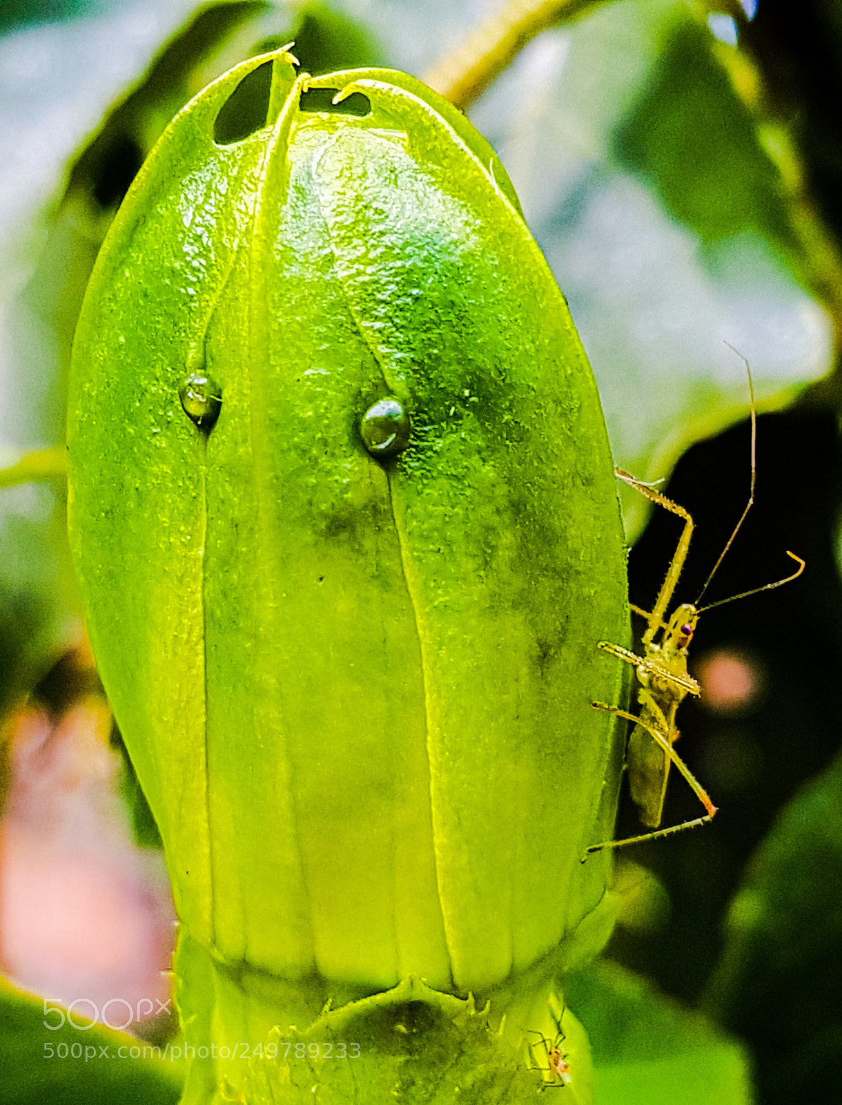 Samsung Galaxy S7 Edge sample photo. Passion flower button photography