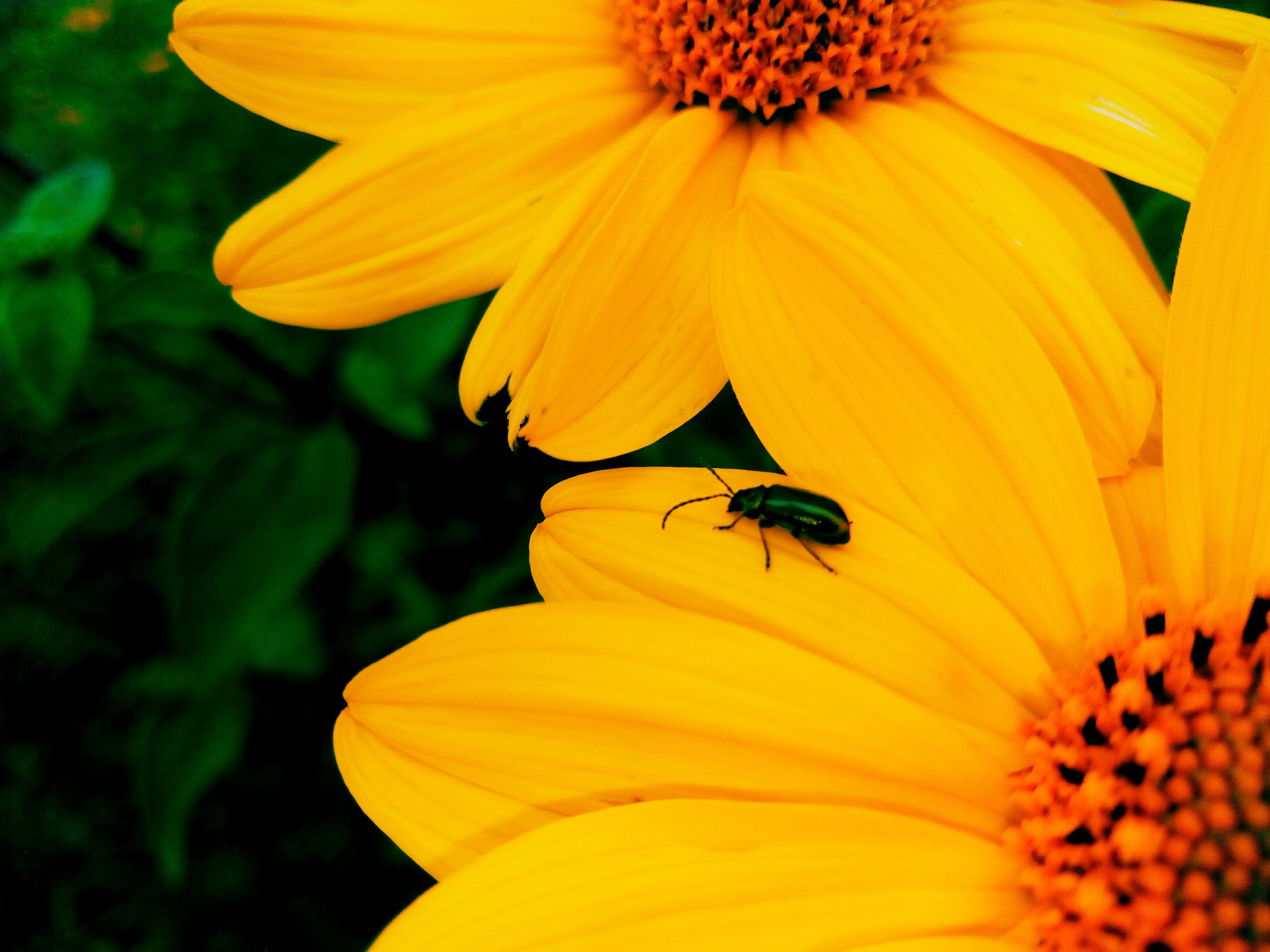 ZTE BLADE V6 sample photo. Blossom photography
