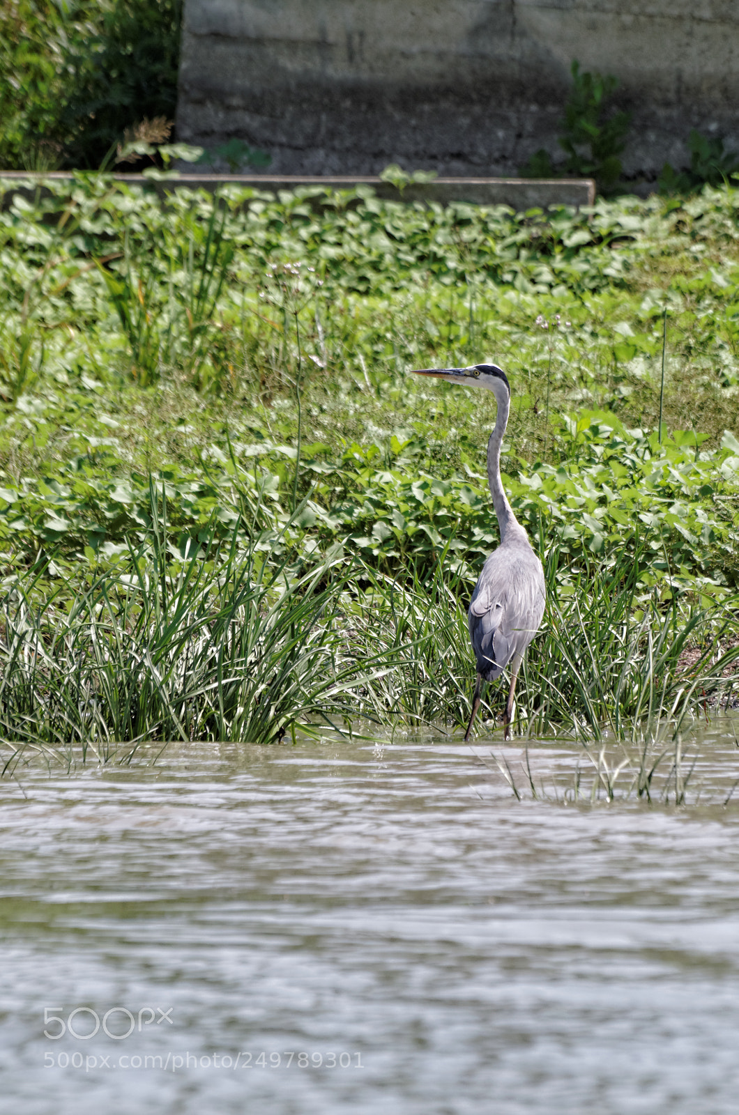 Pentax K-50 sample photo. Danube delta photography