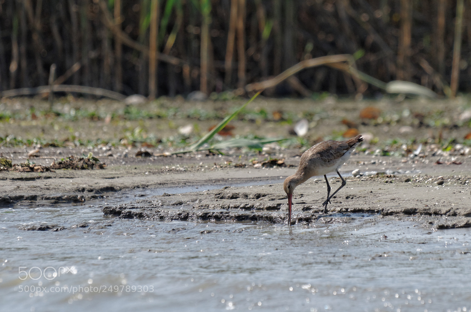 Pentax K-50 sample photo. Danube delta photography