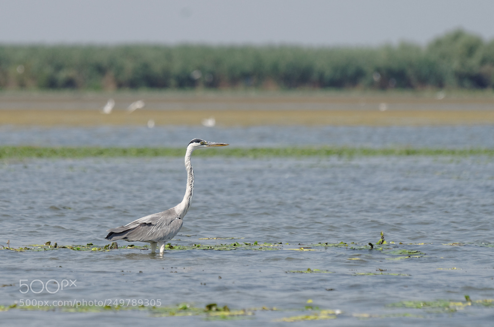 Pentax K-50 sample photo. Danube delta photography