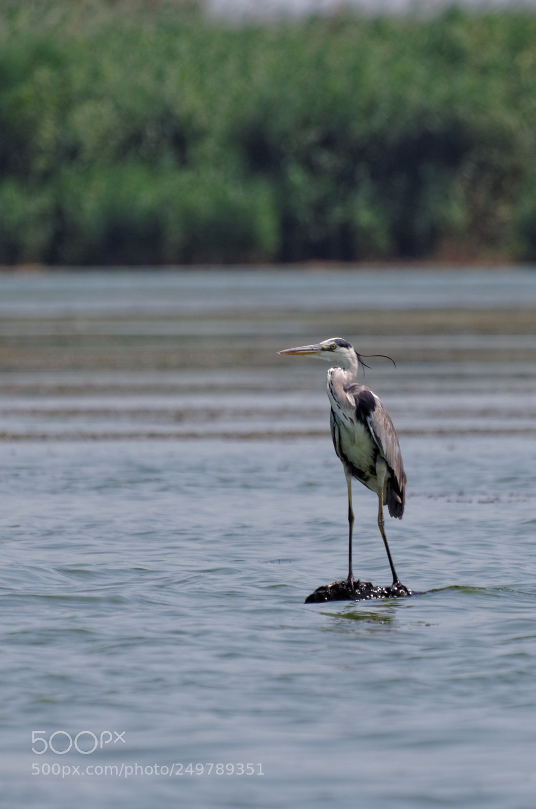 Pentax K-50 sample photo. Danube delta photography