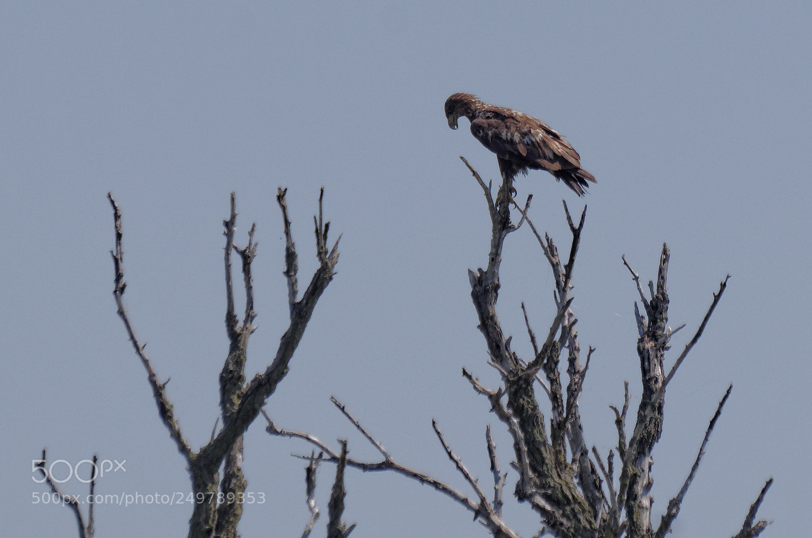 Pentax K-50 sample photo. Danube delta photography