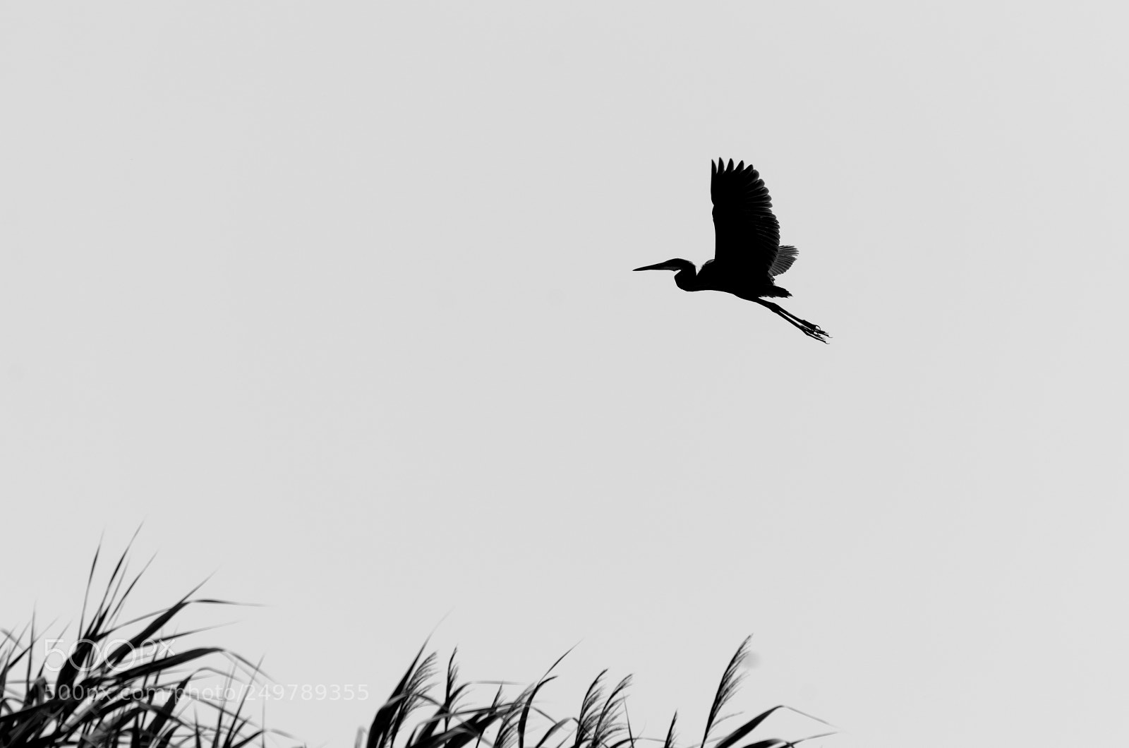 Pentax K-50 sample photo. Danube delta photography