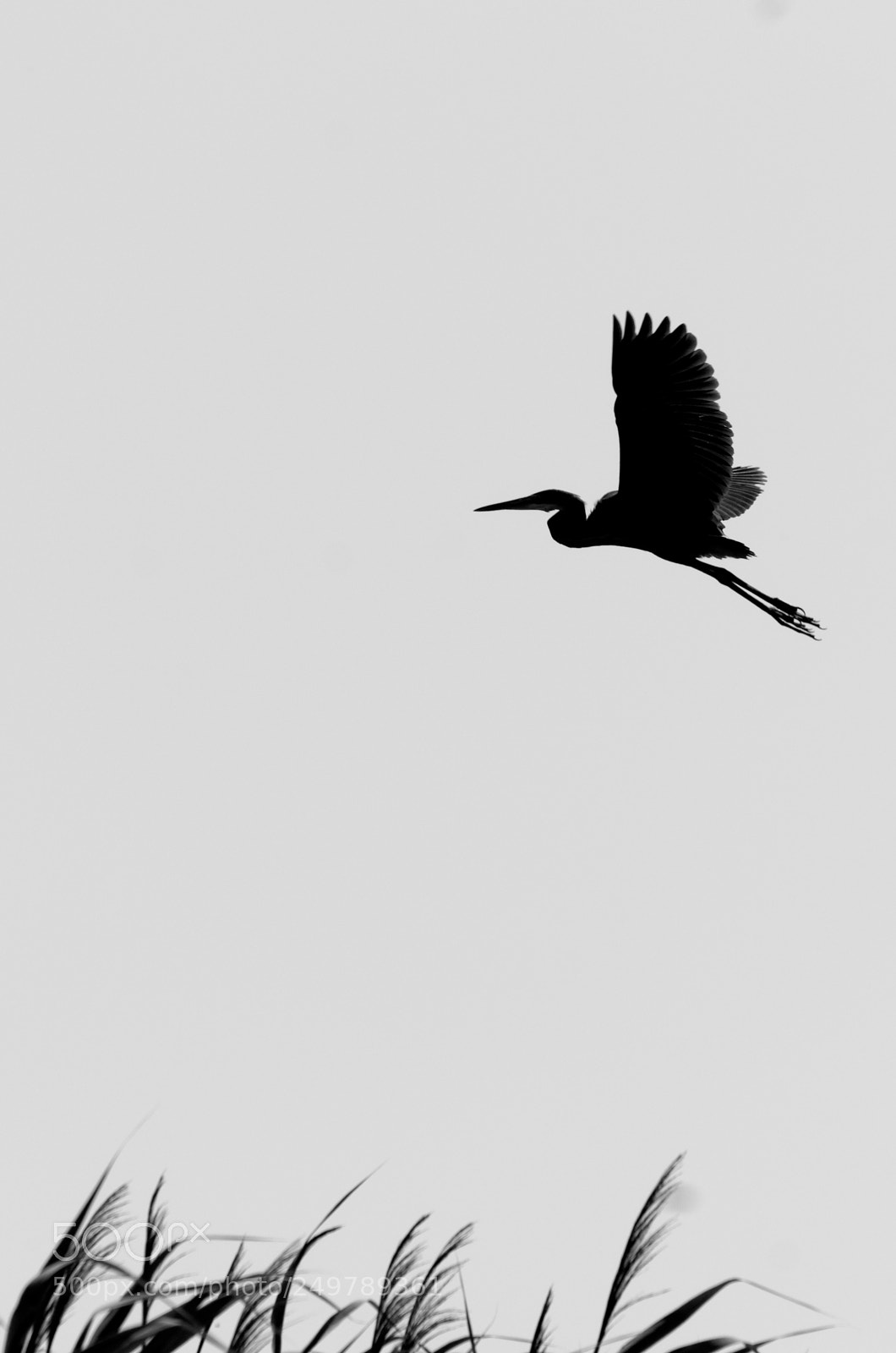 Pentax K-50 sample photo. Danube delta photography
