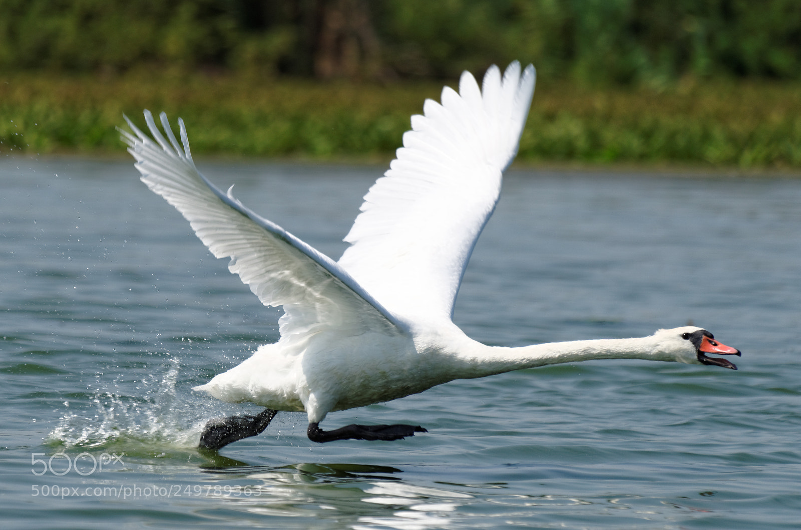 Pentax K-50 sample photo. Danube delta photography