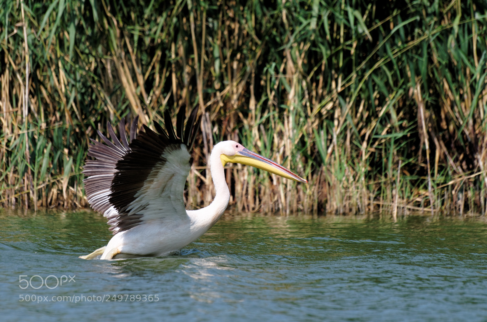 Pentax K-50 sample photo. Danube delta photography
