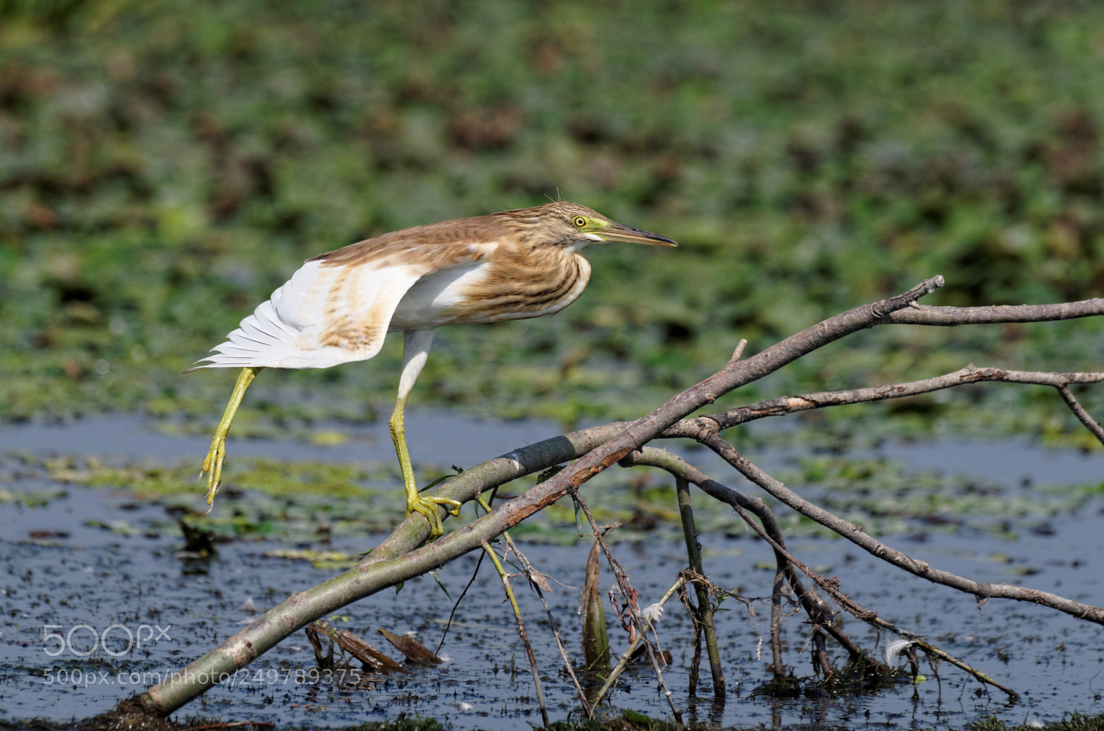 Pentax K-50 sample photo. Danube delta photography
