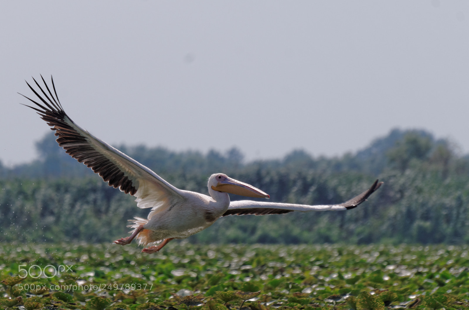 Pentax K-50 sample photo. Danube delta photography