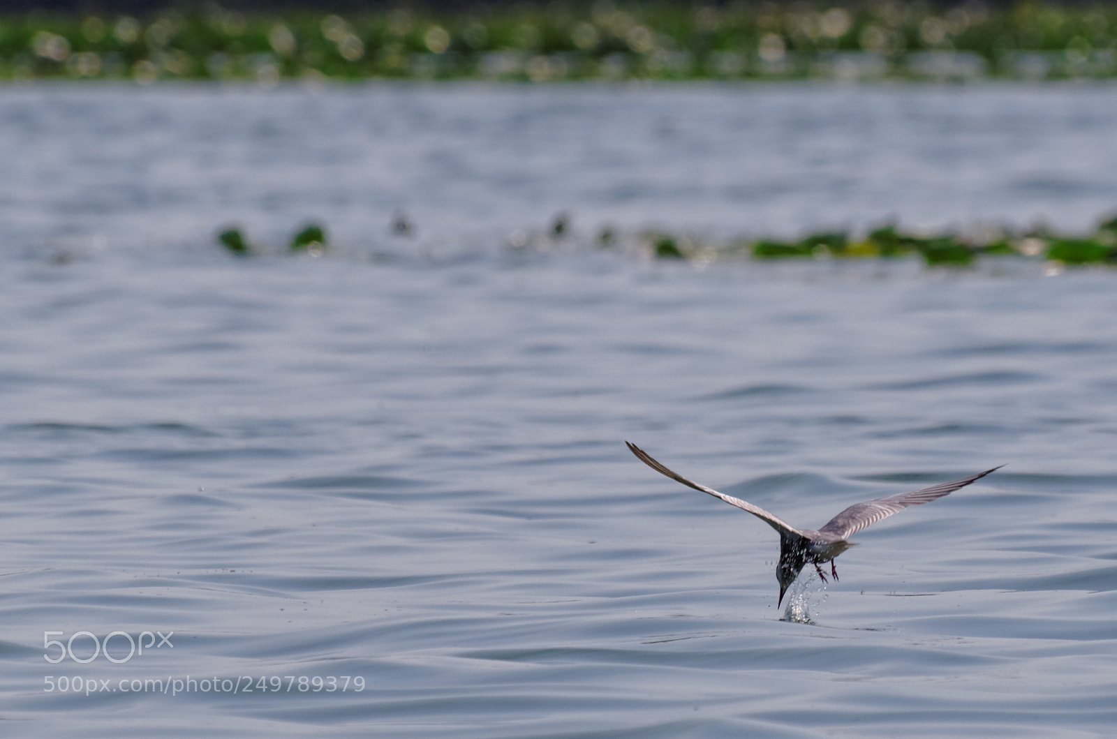 Pentax K-50 sample photo. Danube delta photography
