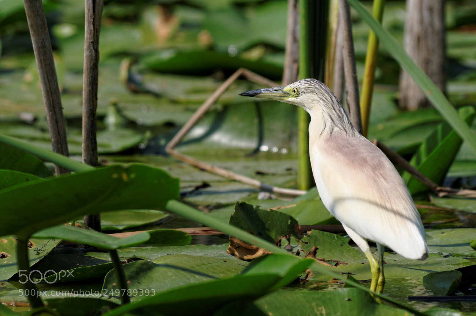 Pentax K-50 sample photo. Danube delta photography