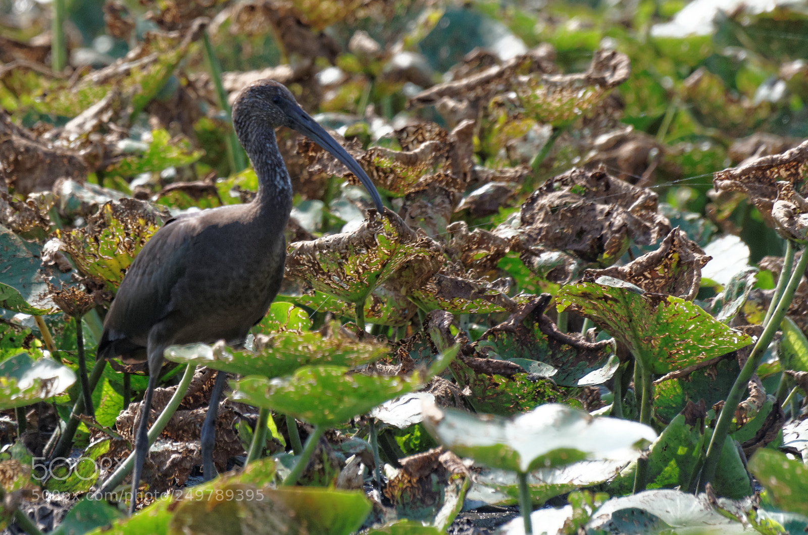 Pentax K-50 sample photo. Ibis photography
