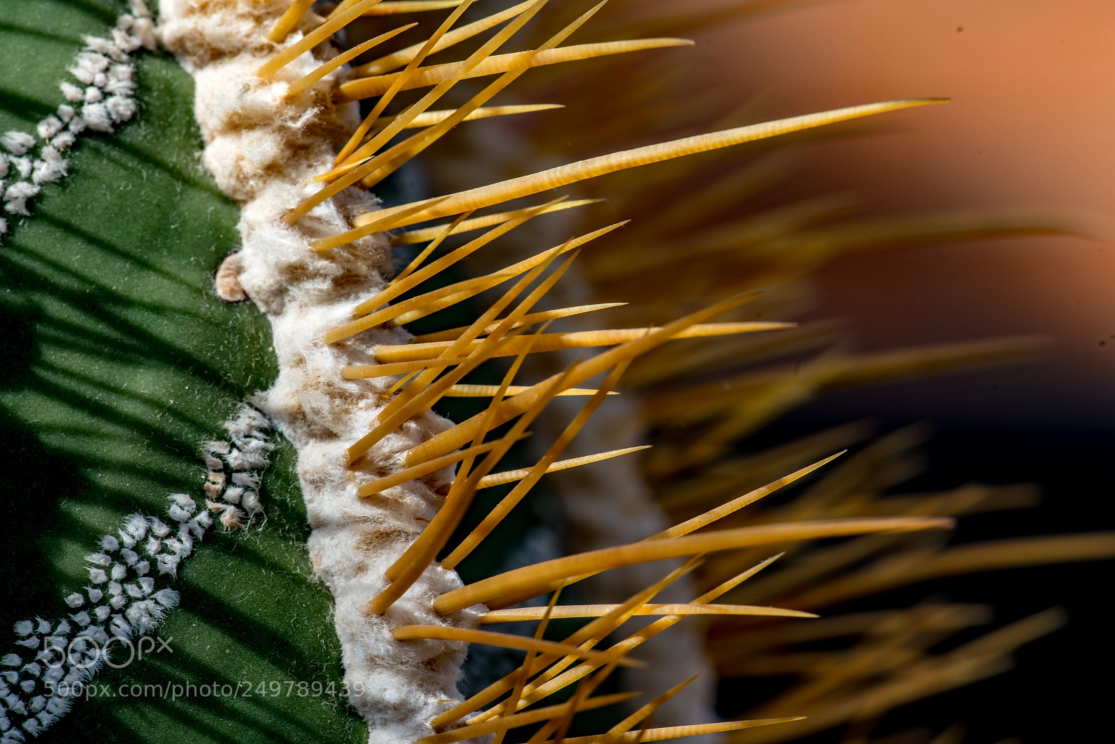 Sony a7R II sample photo. Macro of a cactus photography