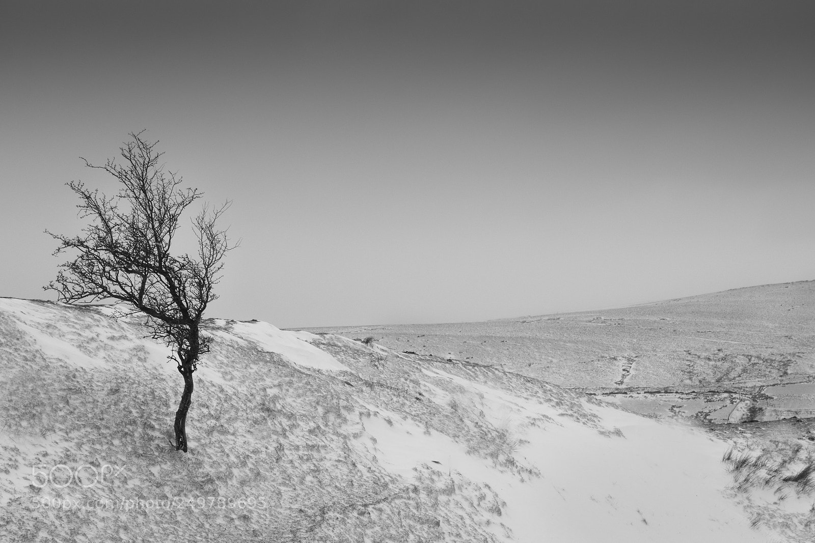 Canon EOS 750D (EOS Rebel T6i / EOS Kiss X8i) sample photo. Tree in the snow photography