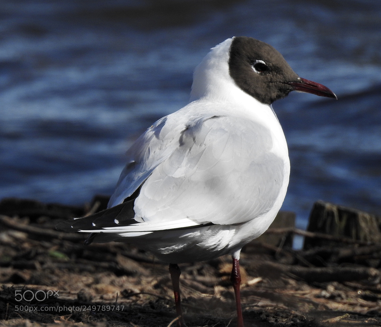 Nikon Coolpix P900 sample photo. Black headed gull?  photography