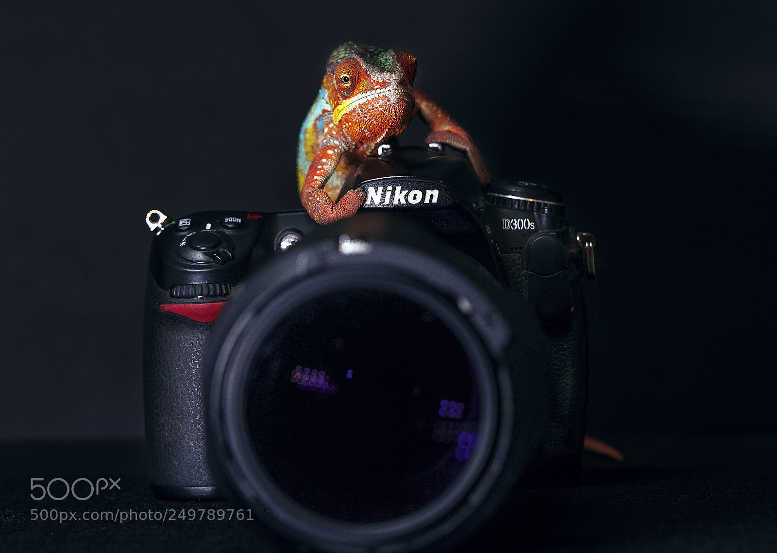 Nikon D500 sample photo. I told you it photography