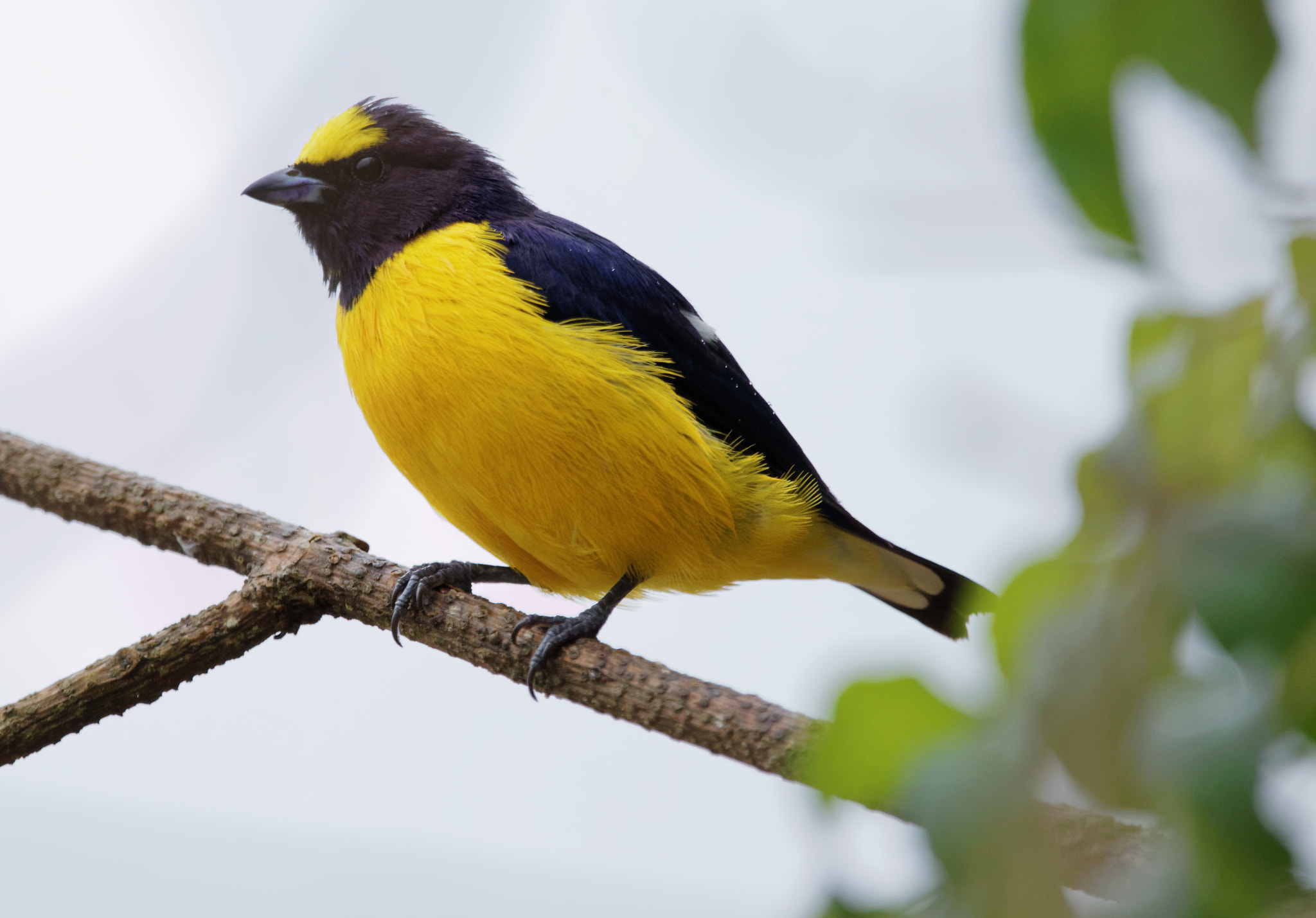 Sigma 150-600mm F5-6.3 DG OS HSM | C sample photo. Male euphonia photography