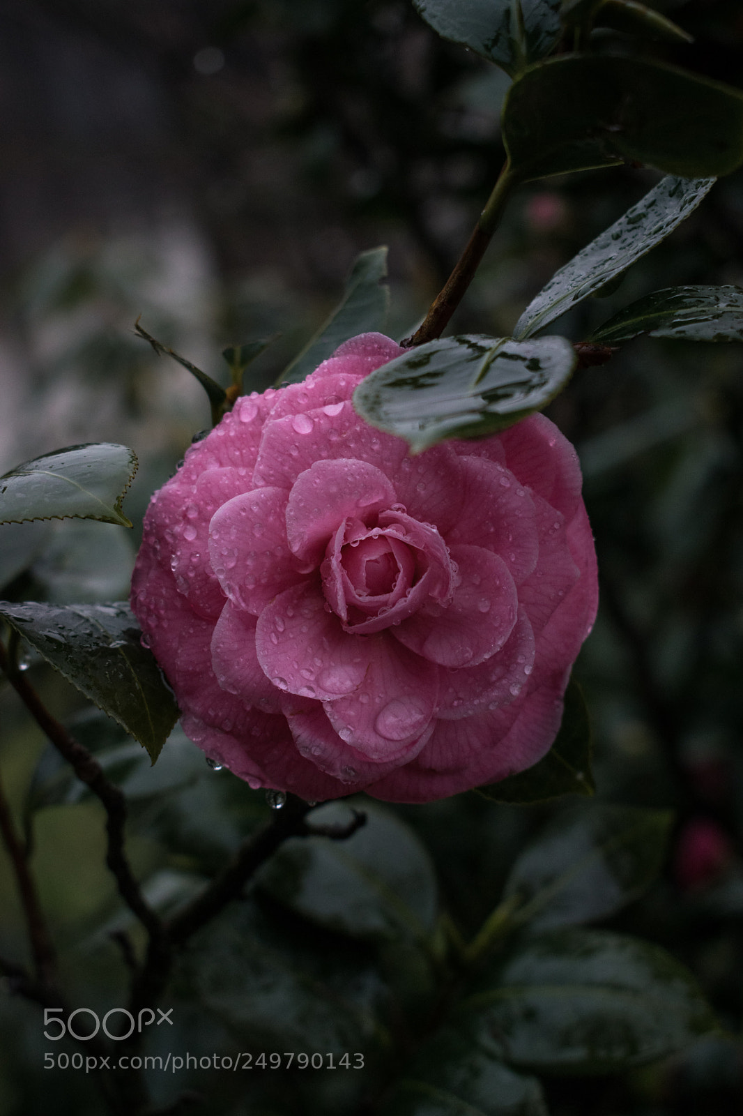 Nikon D3300 sample photo. Taste of spring ? photography