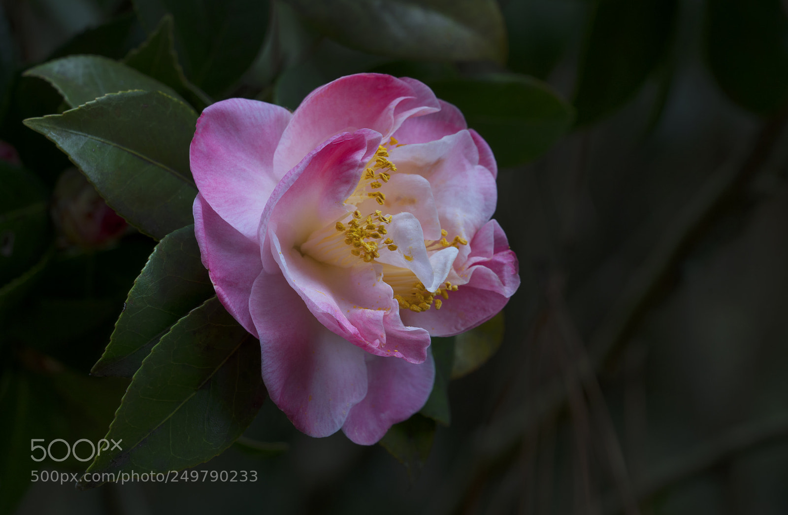 Sony a7R III sample photo. Pink and white camelia photography