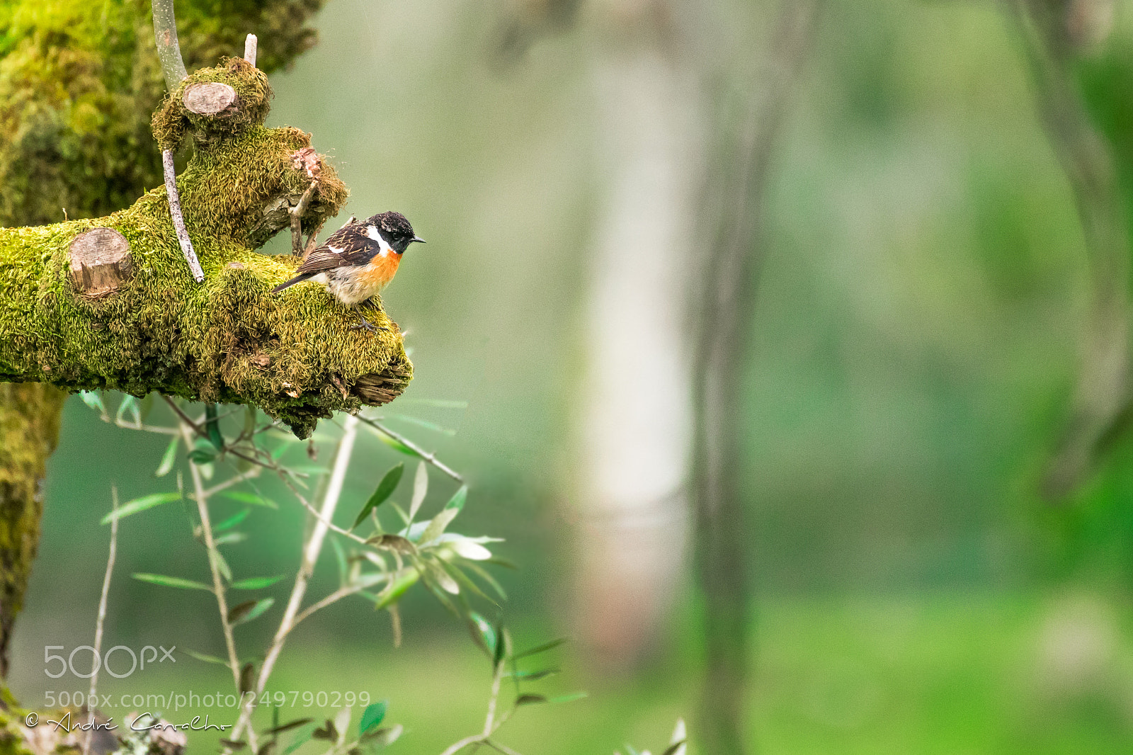 Nikon D500 sample photo. Cartaxo comum  (saxicola rubicola) photography