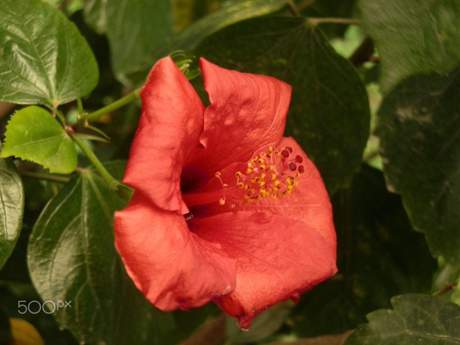 Olympus SZ-10 sample photo. Red flower photography