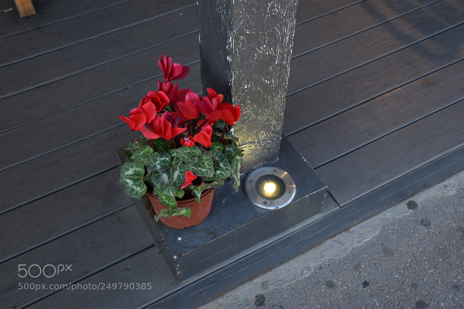 Nikon D5600 sample photo. Flower photography