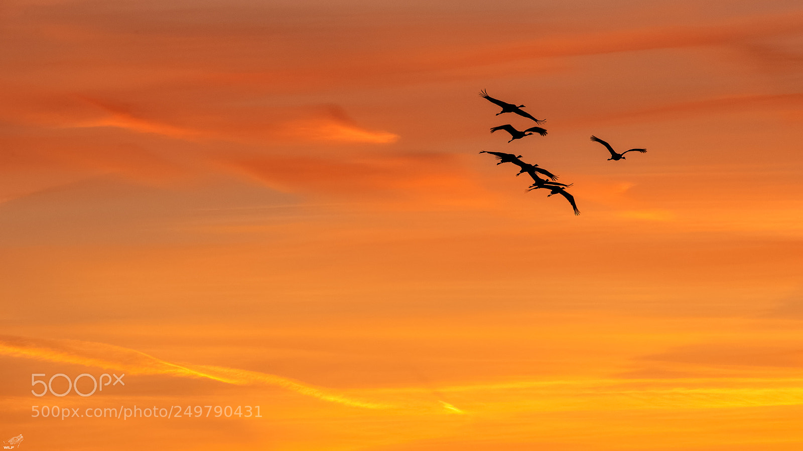 Nikon D610 sample photo. Cranes in sunset sky photography