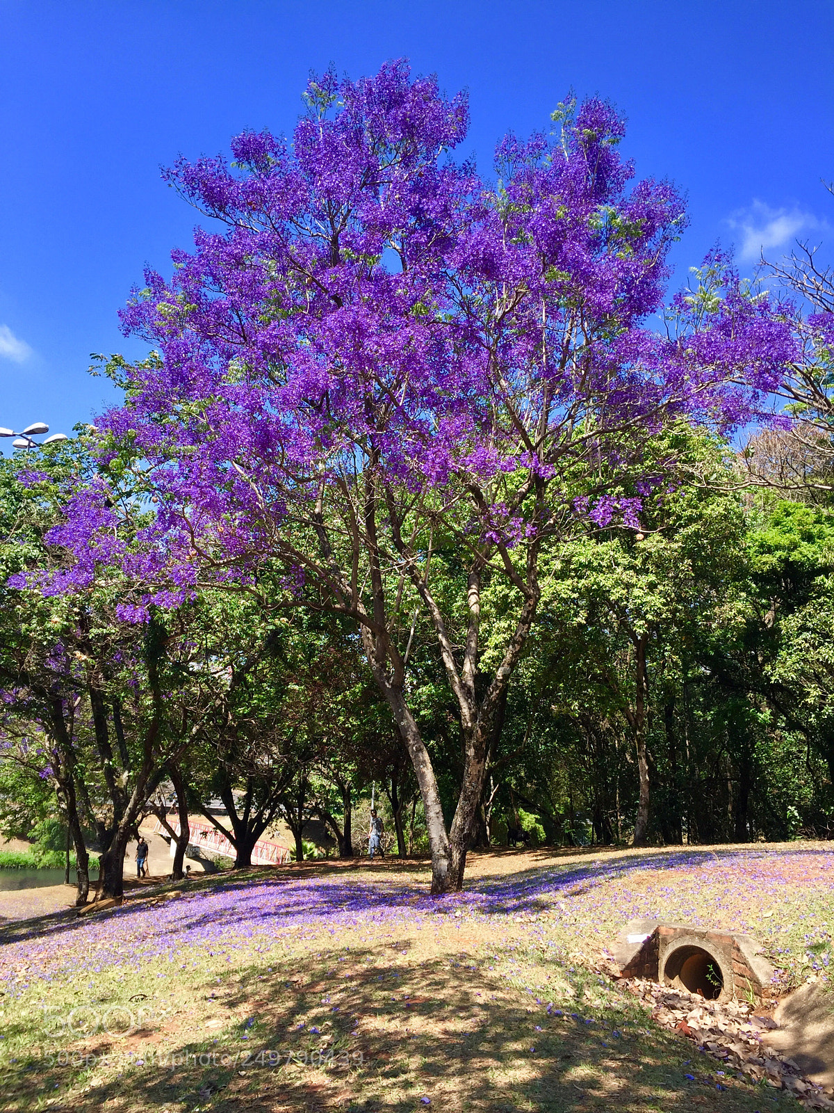 Apple iPhone 6 sample photo. Ecologic park- indaiatuba, sp photography