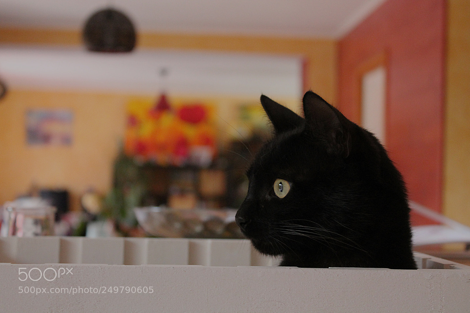 Canon EOS 1100D (EOS Rebel T3 / EOS Kiss X50) sample photo. Black cat in a photography