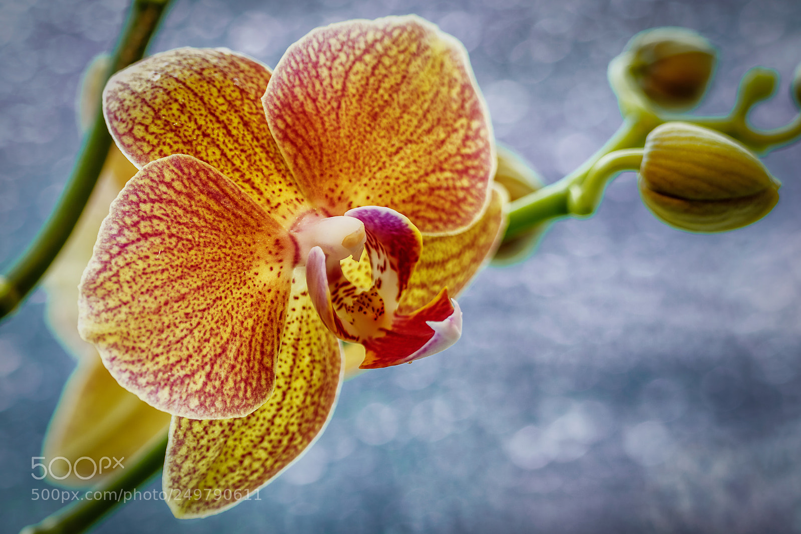 Canon EOS 200D (EOS Rebel SL2 / EOS Kiss X9) sample photo. Yellow orchid photography