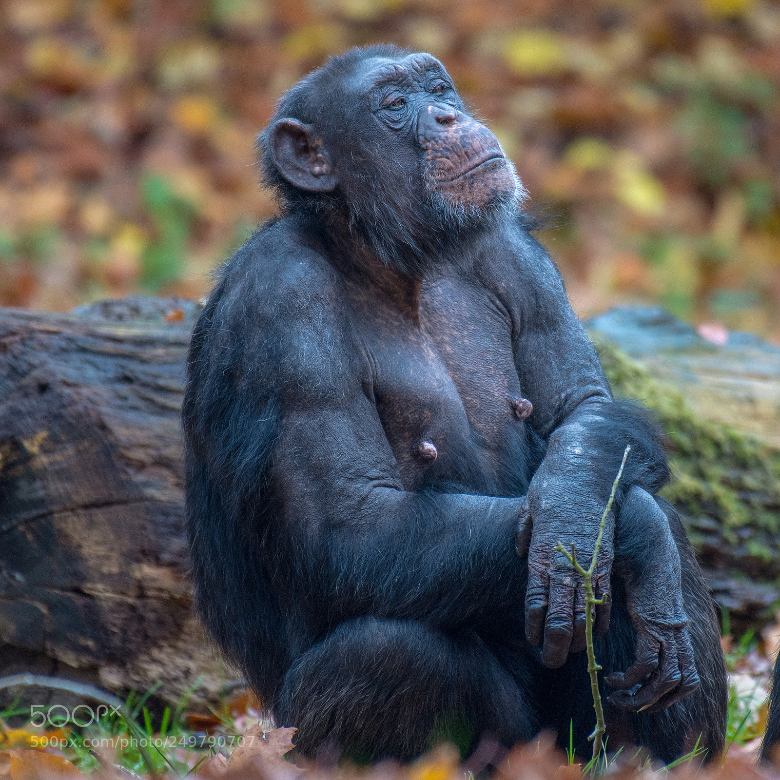 Nikon D500 sample photo. Old men monkey photography