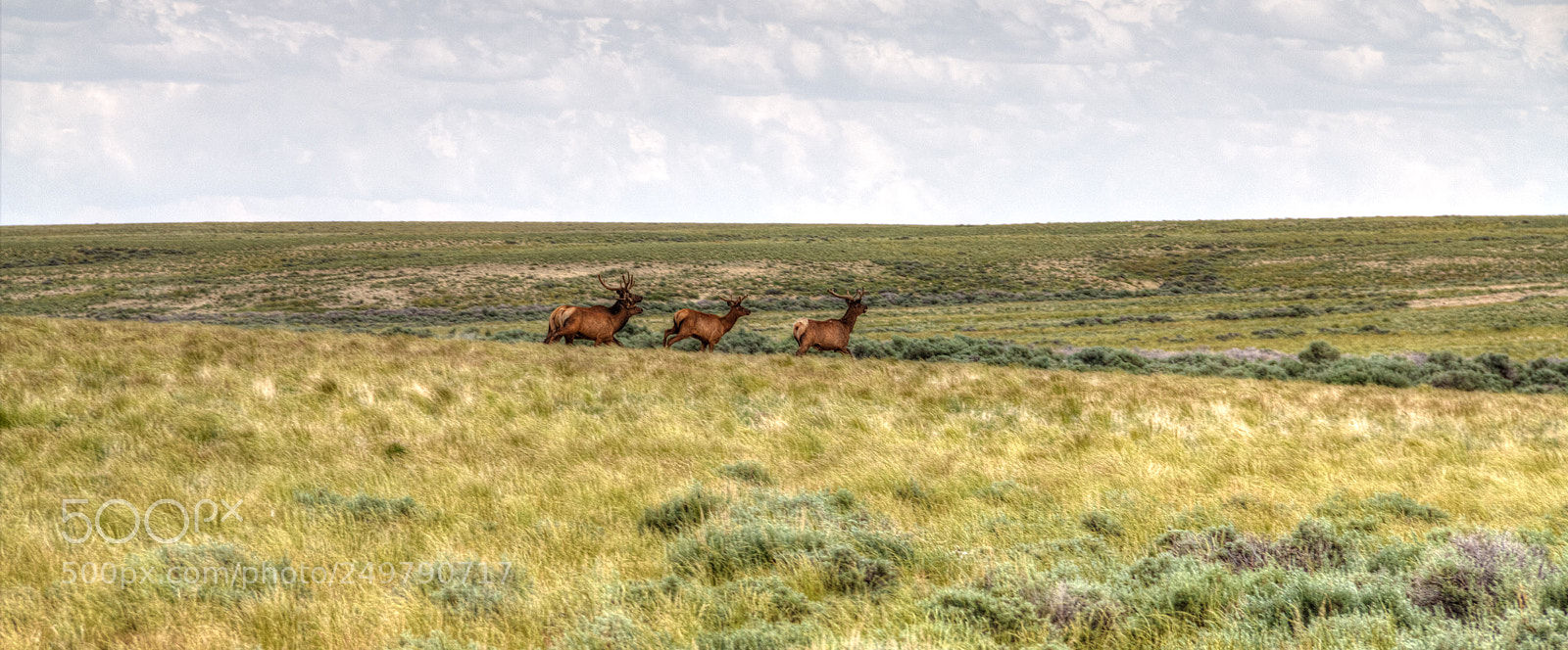 Canon EOS 60D sample photo. Red desert elk photography