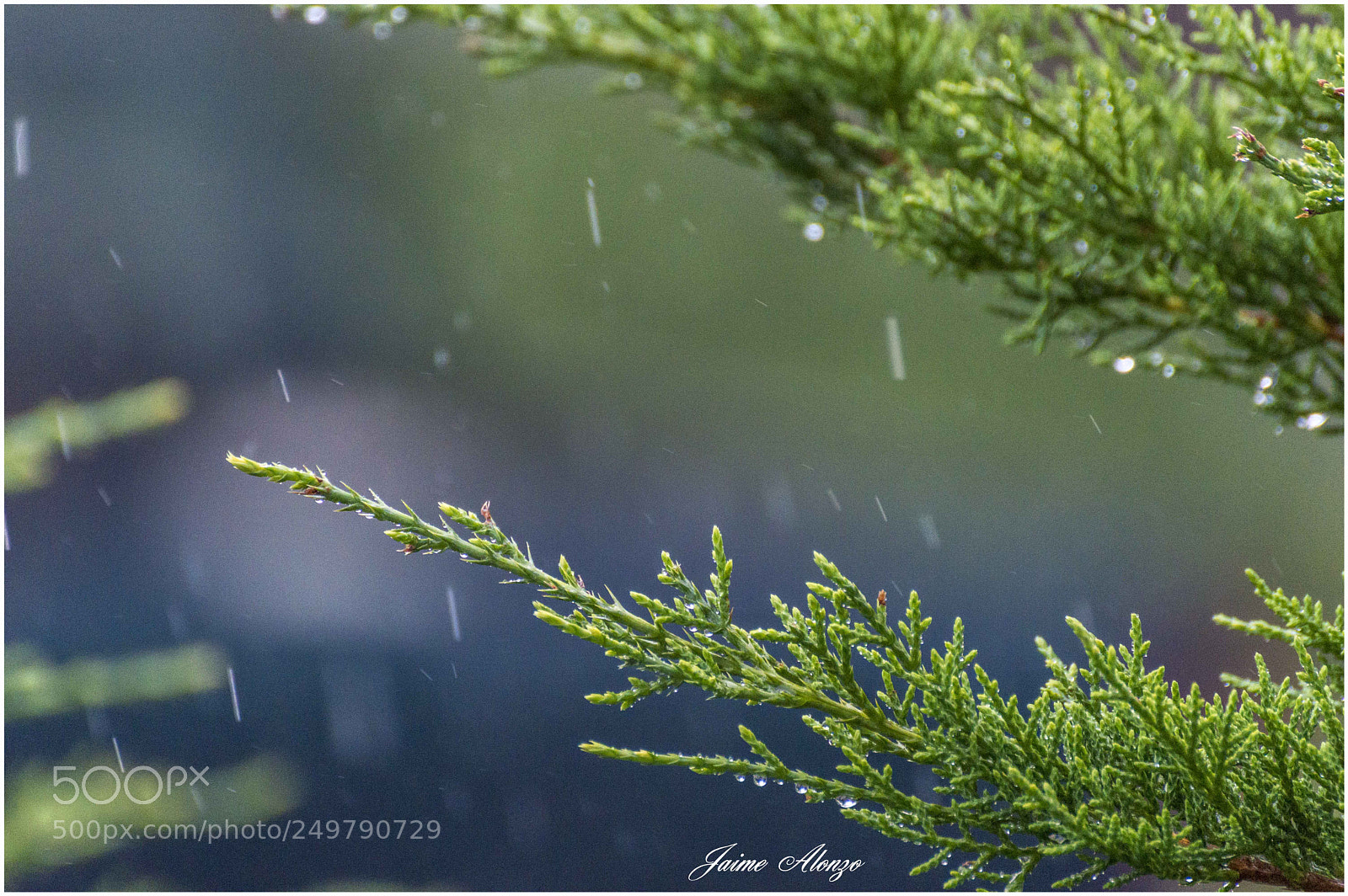 Nikon D3200 sample photo. Rainy day photography