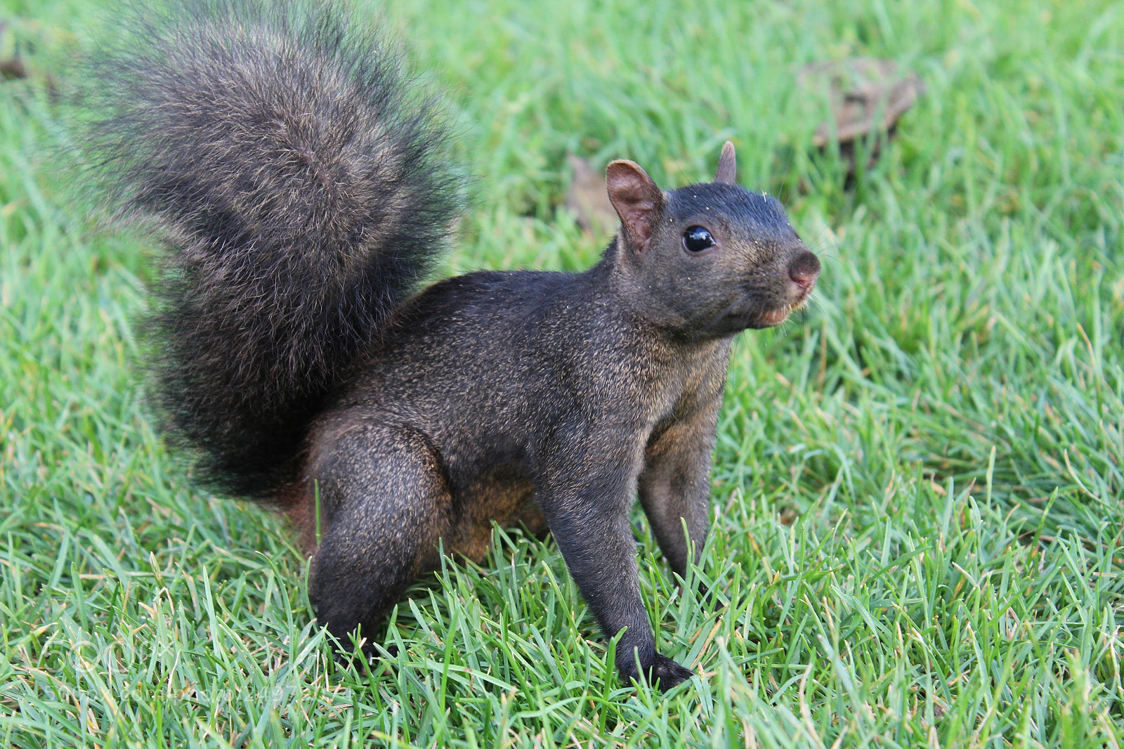 Canon EOS 1200D (EOS Rebel T5 / EOS Kiss X70 / EOS Hi) sample photo. A canadian squirrel photography