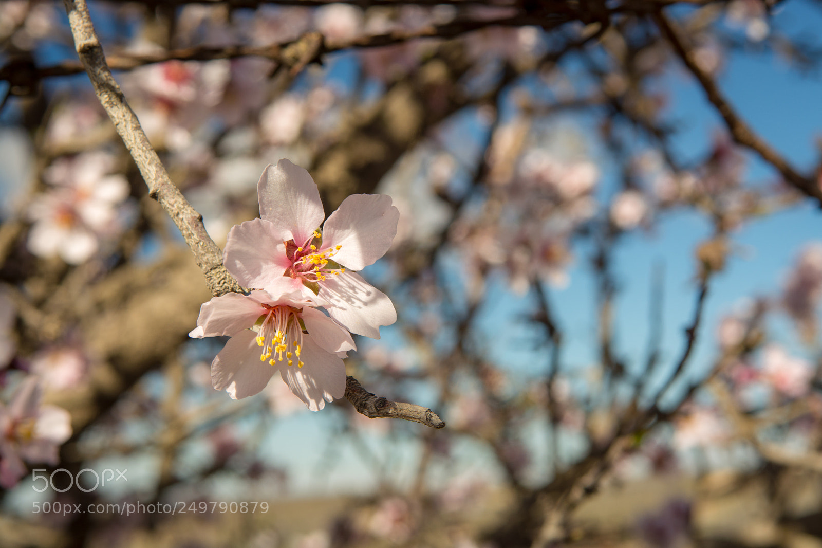 Nikon D5200 sample photo. Flor photography