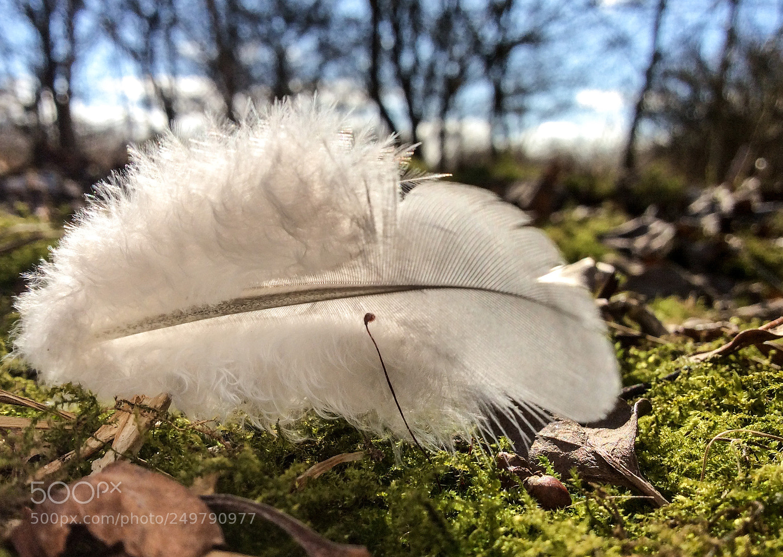 Apple iPad mini 2 sample photo. Feather in the sun photography