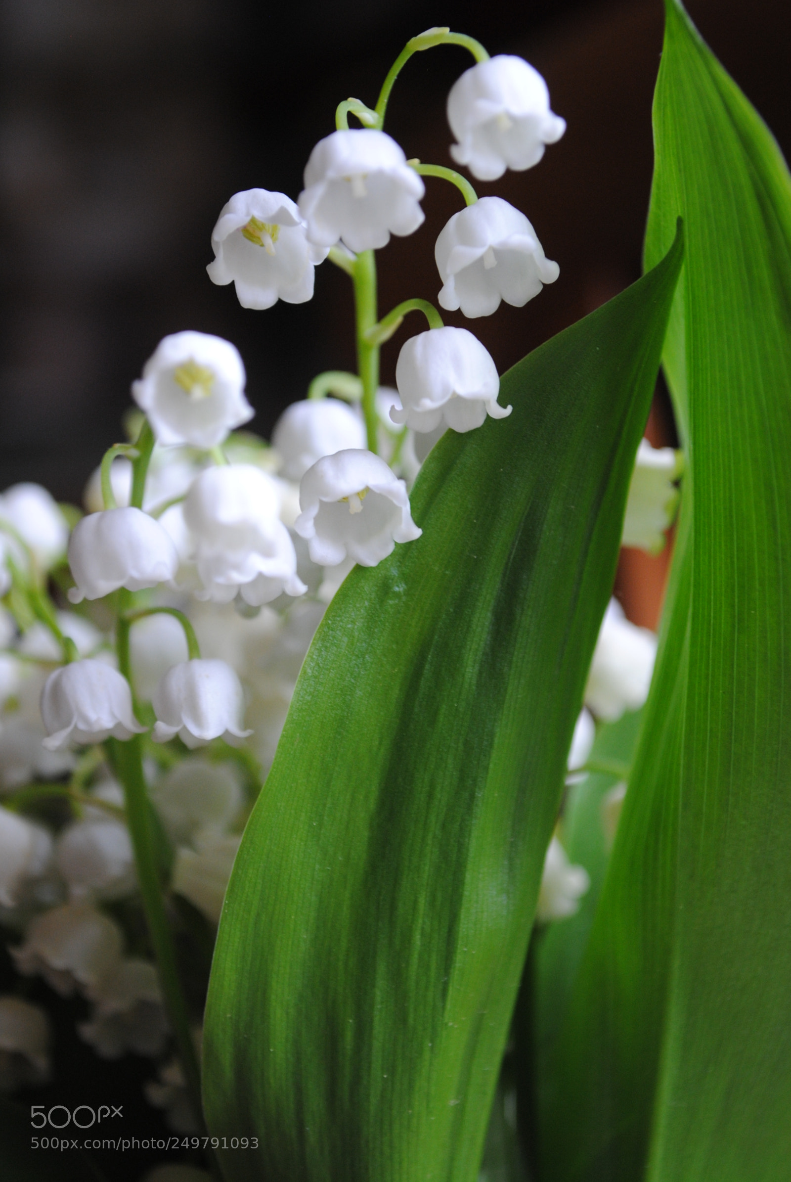 Nikon D3000 sample photo. Flowers photography
