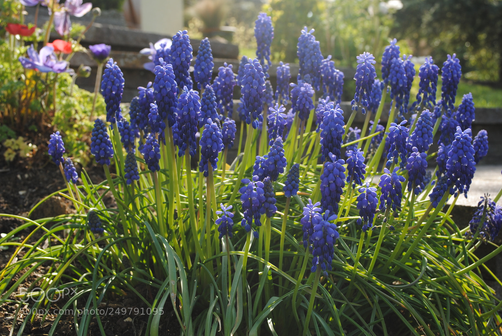 Nikon D3000 sample photo. Flowers photography