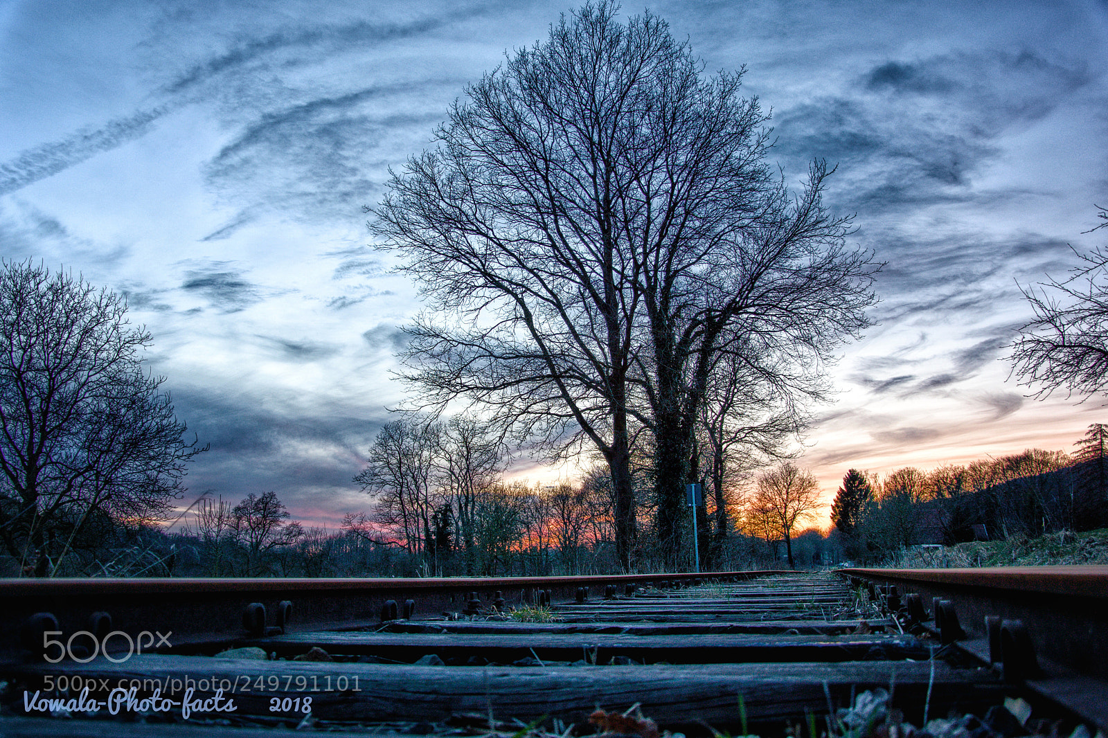 Nikon D5500 sample photo. Old  oak photography