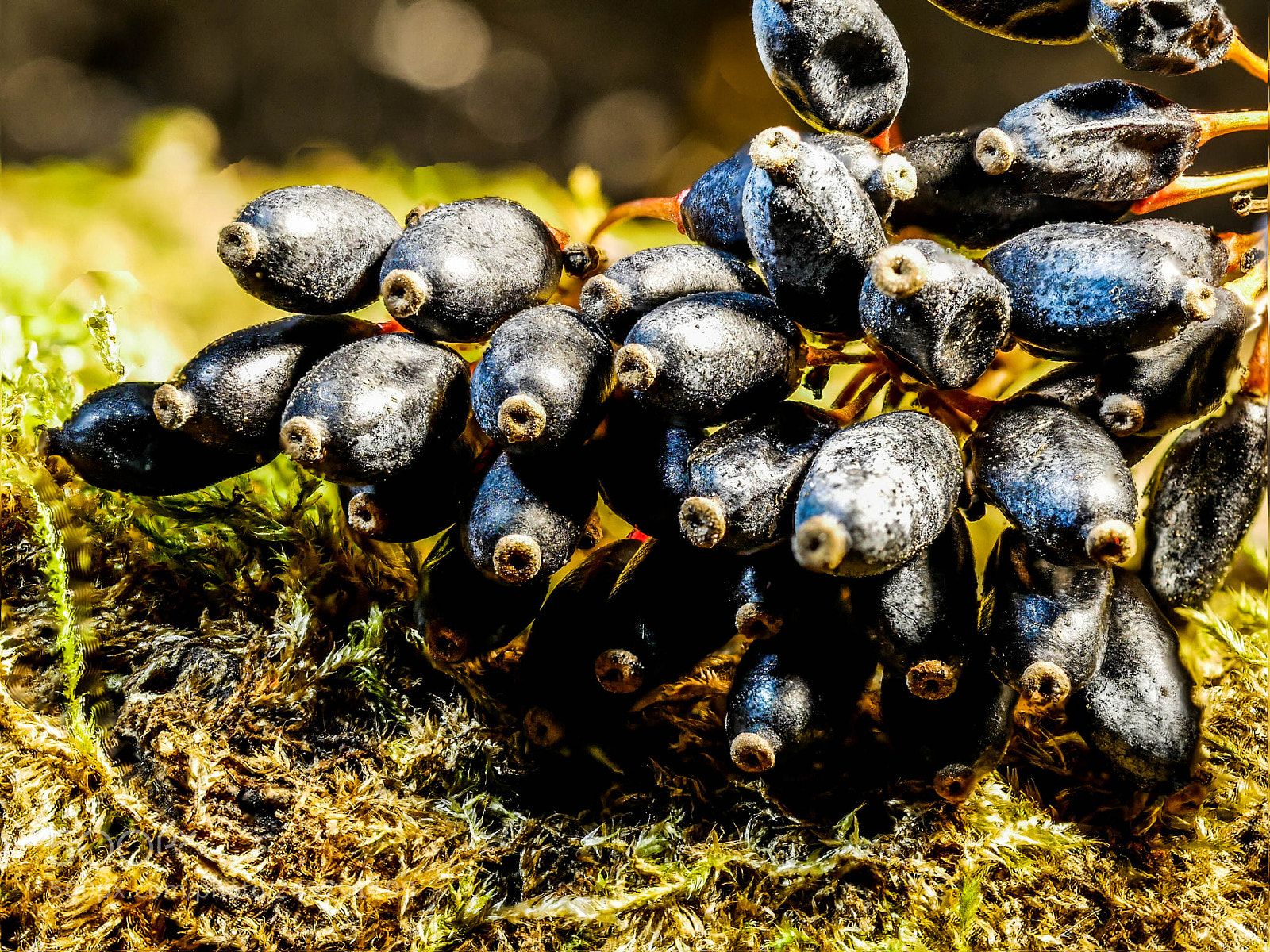 Panasonic DMC-G81 sample photo. Beeren photography