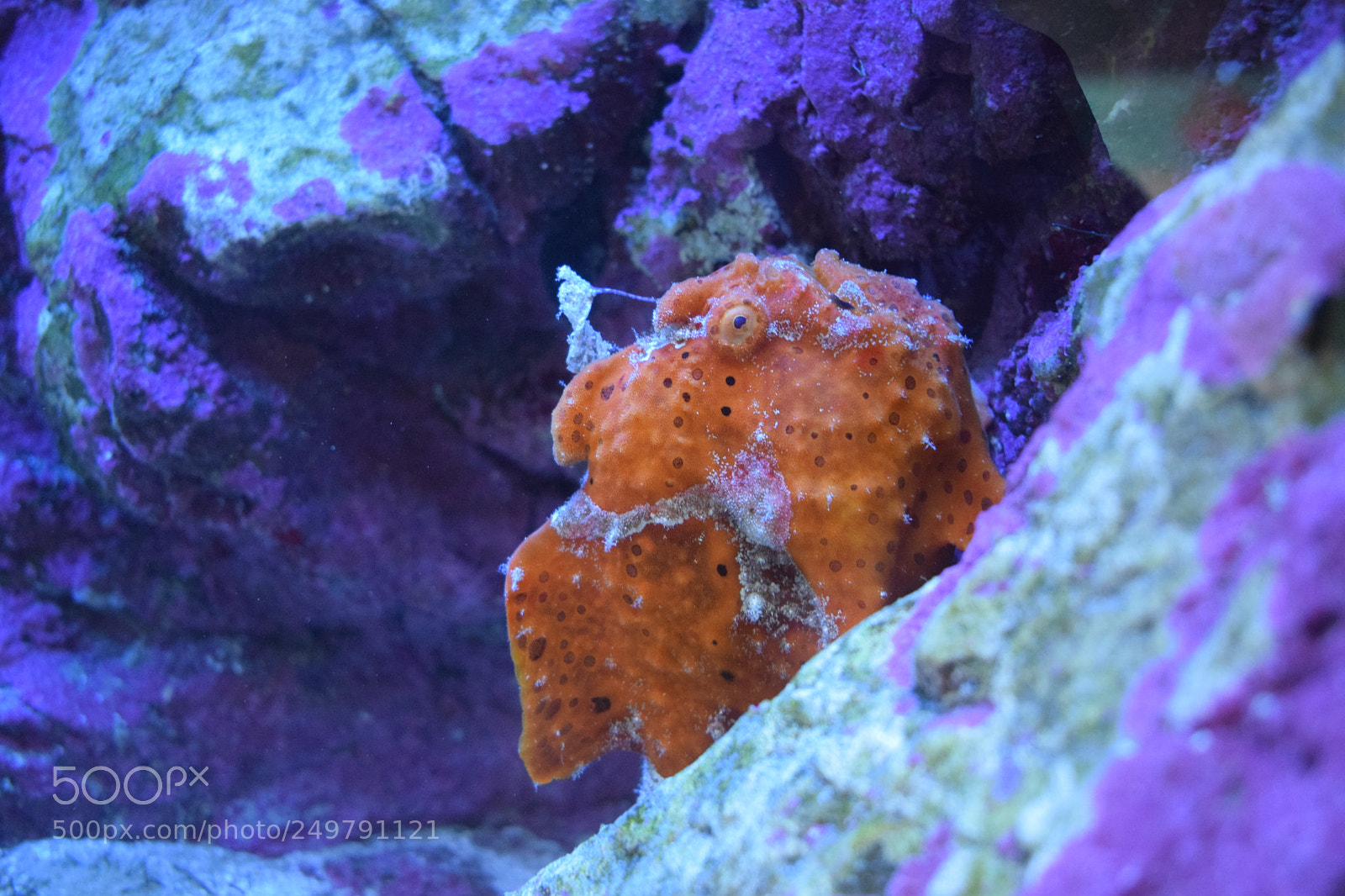 Nikon D3300 sample photo. Poisson pierre photography