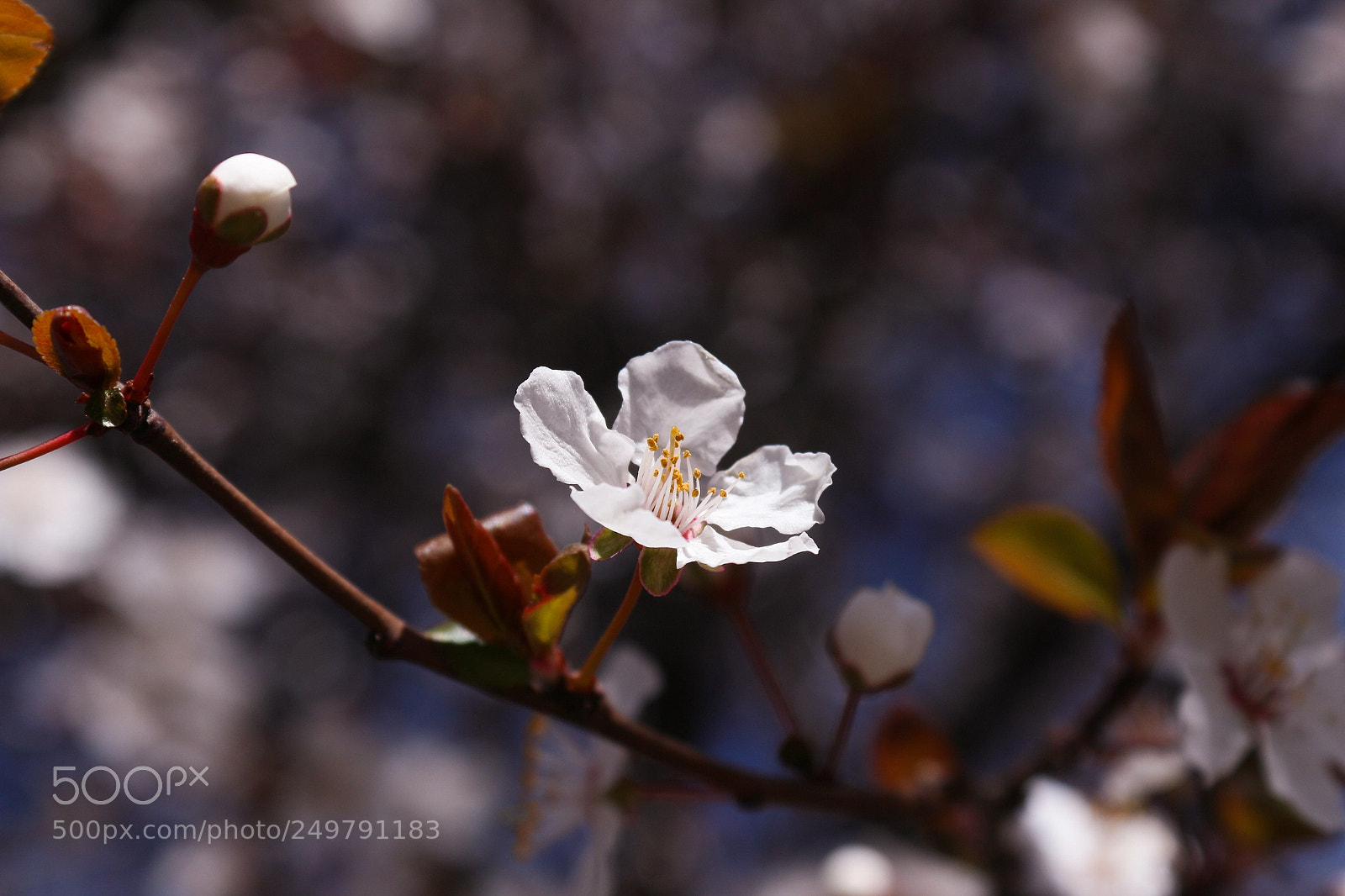 Canon EOS 650D (EOS Rebel T4i / EOS Kiss X6i) sample photo. Untitled photography
