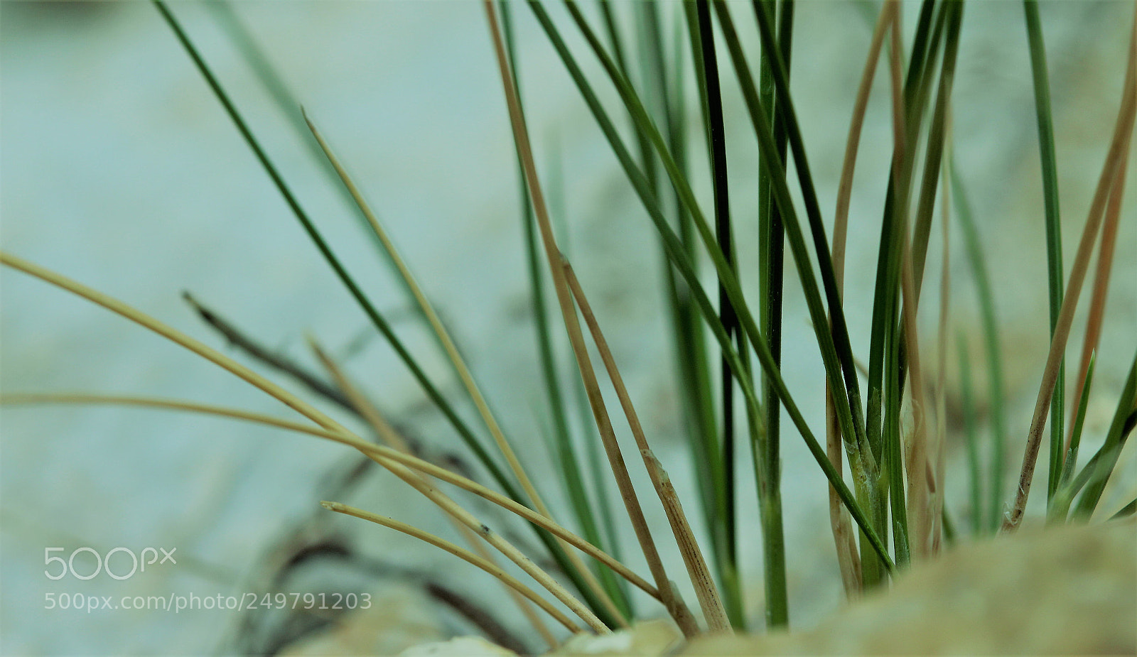 Canon EOS 700D (EOS Rebel T5i / EOS Kiss X7i) sample photo. Untitled photography