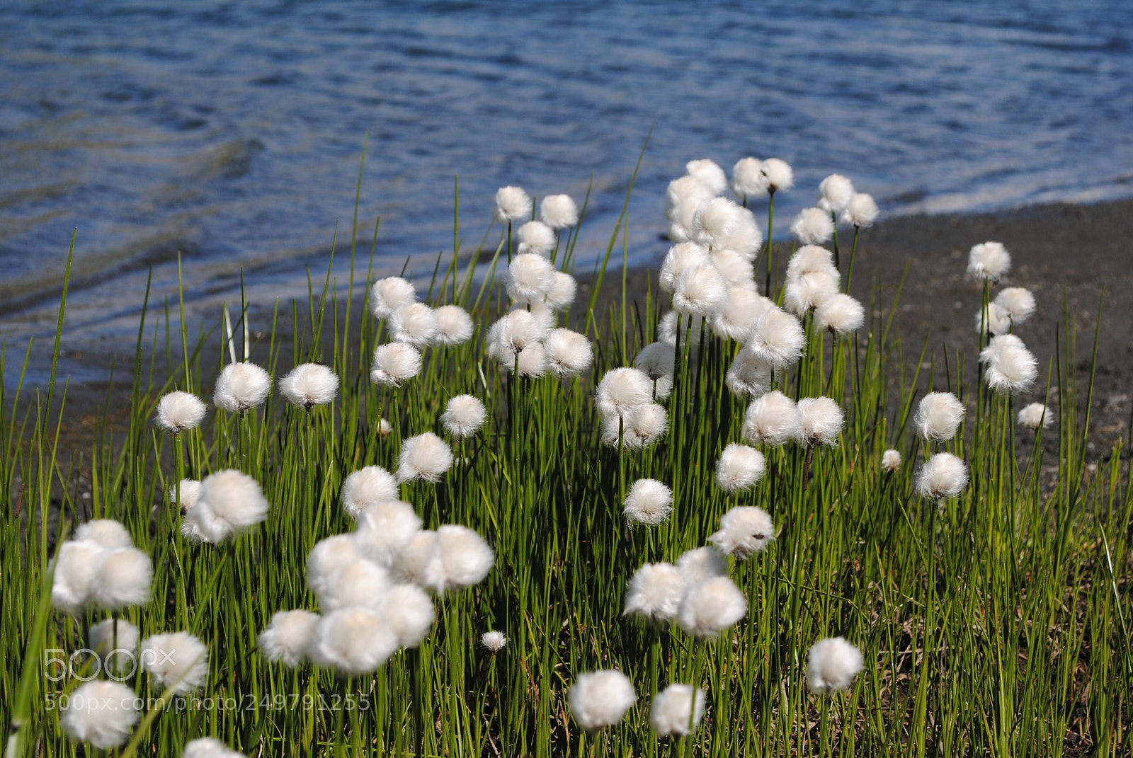 Nikon D3000 sample photo. Flowers photography