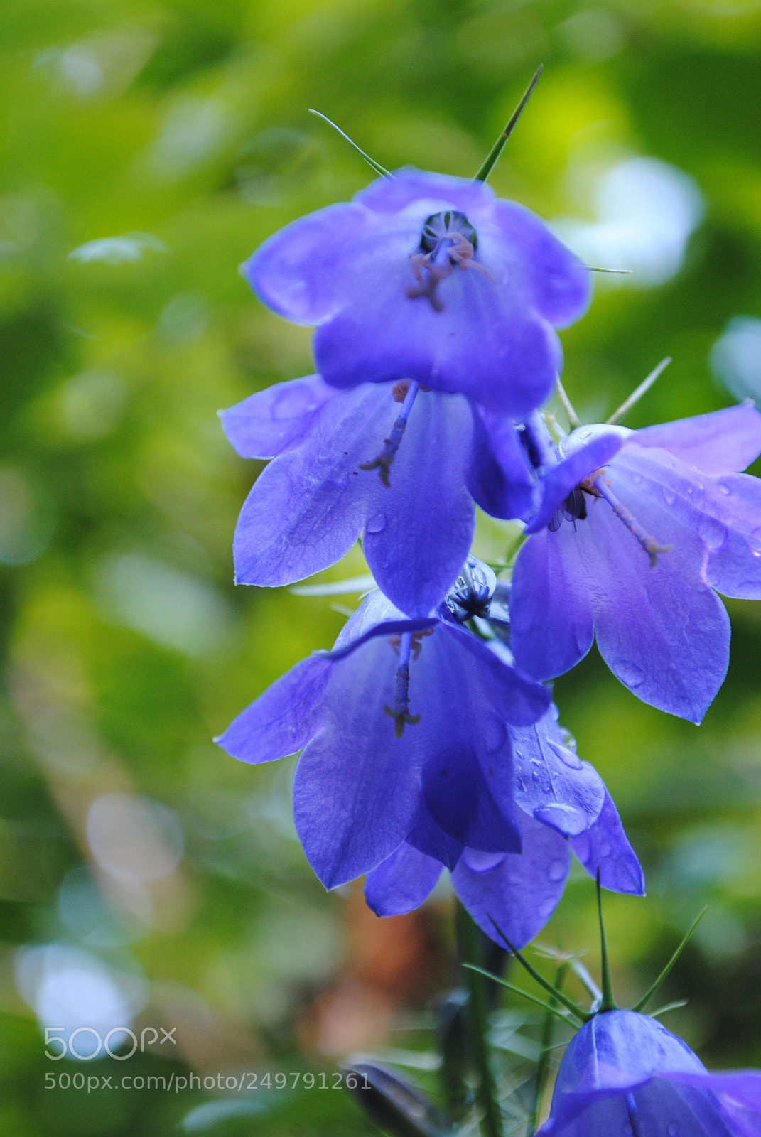 Nikon D3000 sample photo. Flowers photography